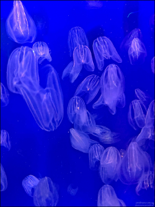 Comb Jelly (Гребневик). Отличительная особенность гребневиков — «гребни» из ресничек, используемые при плавании. Почти все гребневики — хищники. Их рацион включает разнообразных водных животных от микроскопических личинок и коловраток до небольших взрослых ракообразных.