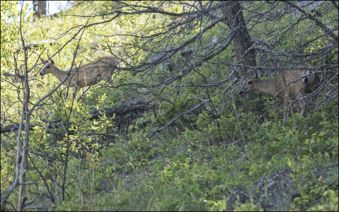 Белохвостых оленей (White-tailed deer) можно увидеть в любое время года на всей территории парка.