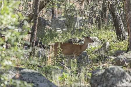 Самка белохвостого оленя.
Если вы вспомните карликовых оленей, которых мы показывали в альбоме по <a href="https://www.andreev.org/short-story/florida-keys-thesis-photos.html" target="_blank" rel="noopener">Florida Keys</a> - это их двоюродные братья из Вайоминга.
