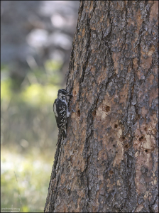 Hairy Woodpecker (Волосатый дятел) — самый распространённый вид дятла Северной Америки. Питается насекомыми и их личинками, которых ищет под корой, на листьях или в дуплах деревьев.
