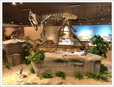 В музее представлены полные скелеты стегозавра, аллозавра, трицератопса, эдмонтозавра и альбертозавра.