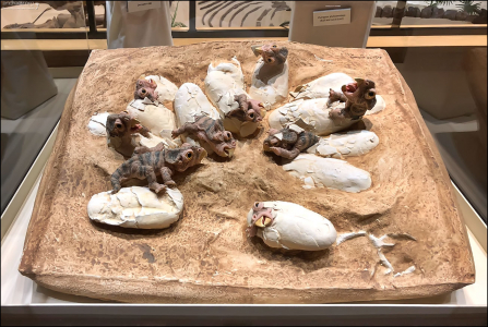 Диорама с ископаемыми яйцами динозавра Овираптора.