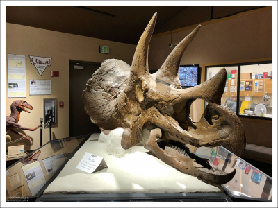 Один из лучших сохранившихся в мире черепов динозавра Triceratops prorsus. Зовут "Билл".