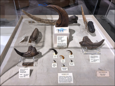 Когти динозавров, и для сравения в центре когти современных птиц.