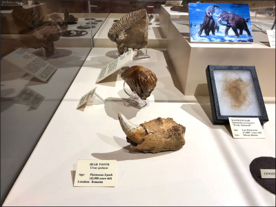 Медвежий зуб (42 тыс. лет) и шерсть мамонта (11 тыс. лет).