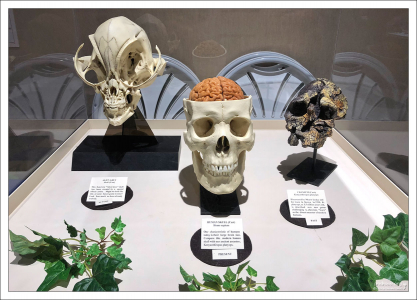 Эволюция человеческого черепа в представлении художника: справа череп, возрастом 3,5 млн. лет; в центре - современный вариант, слева - будущее.