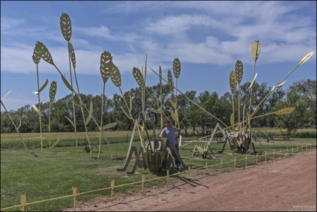 Кузнечики-переростки на полях Северной Дакоты.