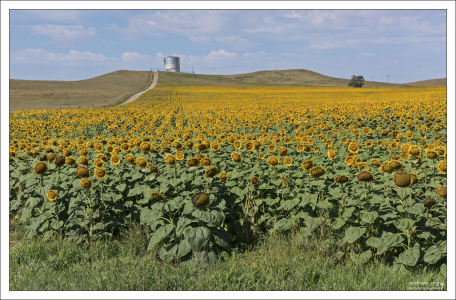 Огромные поля подсолнухов - символ штата Северная Дакота.
Карта с GPS координатами, где указаны самые красивые поля:
<a href="https://www.ndtourism.com/best-places/let-amazing-sunflower-put-smile-your-face" target="_blank" rel="noopener">https://www.ndtourism.com/best-places/let-amazing-sunflower-put-smile-your-face</a>