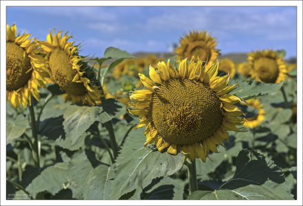 Научное название рода (лат. Helianthus, «солнечный цветок»), происходит от греческих слов helius («солнце») и anthemon («цветок»).