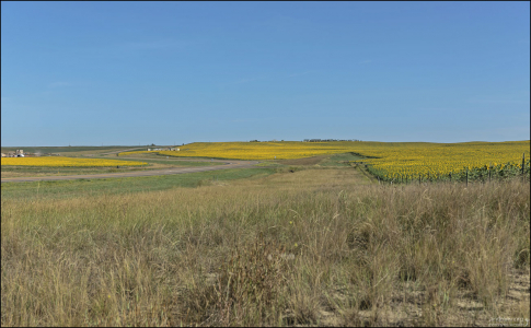 Лучшее время, чтобы поймать эту красоту в полном цвету, — с середины августа до начала сентября.