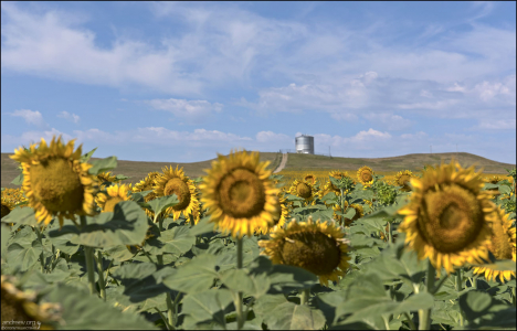 Бесконечные ряды ярких желтых цветов.