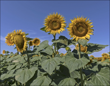 Ботаник Николай Иванович Вавилов в своих работах определил, что местом происхождения подсолнечника является Южная Мексика.