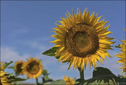 Подсолнечник однолетний выращивается практически во всём мире, и используется в качестве пищевого (плоды, подсолнечная халва, подсолнечные козинаки, подсолнечное масло, саломас, маргарин), медоносного, лекарственного (настойка, масло), кормового (жмых, шрот, силос, сенаж, обмолоченные корзинки, полова), технического (производство бумаги, поташа, мыла, топлива, лакокрасочных материалов), каучуконосного, мелиоративного, а также декоративного растения.
