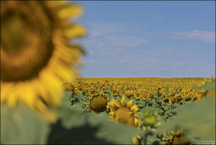 Растениям этого рода в большей степени свойственен так называемый гелиотропизм — поворот раскрытых и обращённых к солнцу соцветий вслед за его перемещением по небосклону.