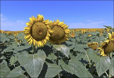 Поле подсолнухов в районе города Medina, штат Северная Дакота.