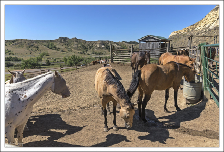 Конюшня Medora trail rides.
