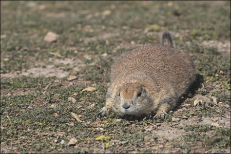Луговая собачка (Prairie dog) замаскировалась на въезде в национальный парк Badlands, штат Южная Дакота, США.