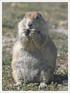 Луговые собачки очень активны днём, и заняты, в основном, добыванием пищи.
