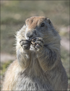 Диета из семечек и арахиса хороша для наращивания щёк.
