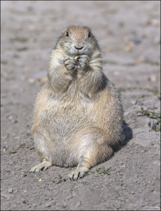 Талия есть. Просто мех очень толстый :)
