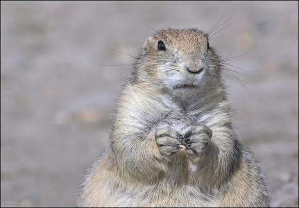 Фото на паспорт.