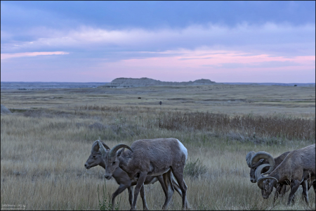 Группа баранов-толсторогов (Bighorn sheep) на въезде в Badlands National Park.