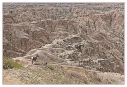 Самка барана-толсторога с детенышем недалеко от обзорной площадки Pinnacles Overlook.