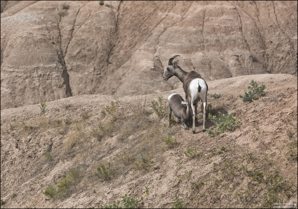 Толстороги вскармливают детёнышей молоком на протяжении 4-6 месяцев.
