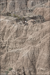 Самцы и самки баранов-толсторогов большую часть года держатся раздельно, объединяясь в небольшие группы (4-6 особей). Ягнята находятся вместе со своими матерями.