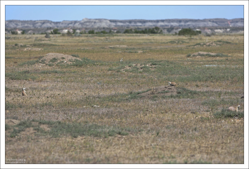 Луговые собачки (Prairie dogs) - типичные представители животного мира прерии.