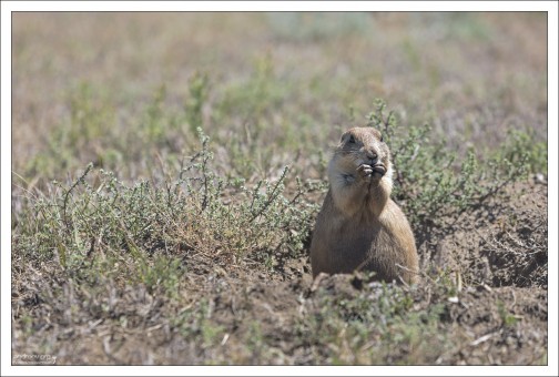 Луговые собачки - это грызуны из семейства беличьих.
