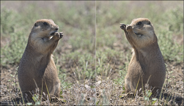 Длина тела луговых собачек достигает 30—35 см, масса составляет от 800 до 1400 г, при этом самцы в среднем примерно на 10% крупнее и тяжелее, чем самки.