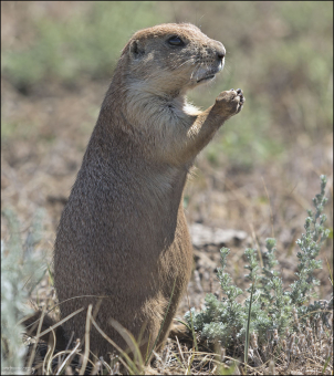 Луговые собачки питаются растениями, прежде всего травами. Растения вокруг норы непрерывно поедаются, вследствие чего луговые собачки имеют лучший обзор.