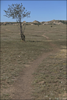 Тропа проходит прямо через город луговых собачек.