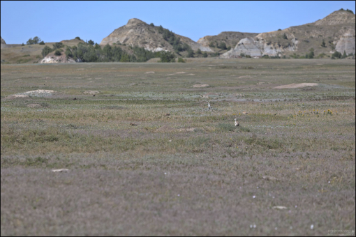Луговые собачки живут в прерии Северной Америки. Местообитание — это сухая земля, покрытая короткой или средней длины травой.