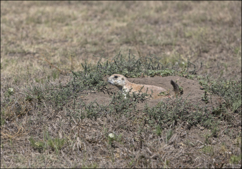 Чернохвостая луговая собачка активна круглый год и даже может передвигаться по снегу.
