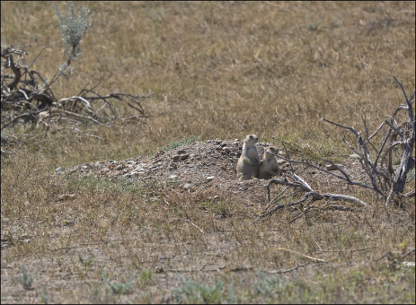 Чернохвостые луговые собачки имеют очень чувствительный слух на низких частотах, что позволяет им обнаруживать хищников даже не вылезая из норы. Слышат в диапазоне от 29 Гц до 26 кГц, и даже на низких частотах до 4 Гц.