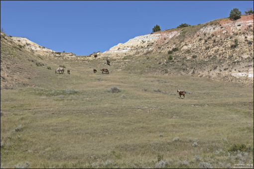 Дикие лошади (feral horses) на свободном выпасе в прерии.