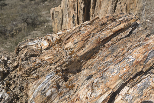 На ощупь – типичная древесина, по составу – камень.