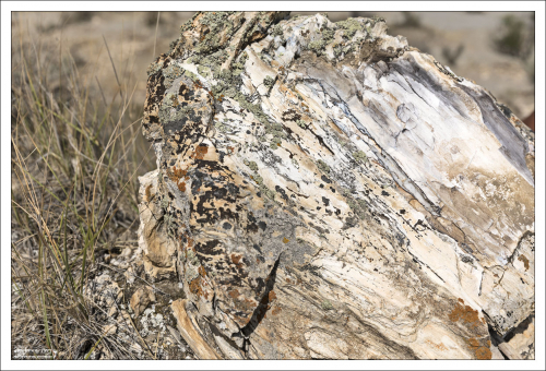 Окаменелыми деревья становятся, когда их древесина замещается различными минералами кремнезёма (халцедоном, кварцем или аморфным опалом). При этом структура дерева нередко хорошо сохраняется, отчётливо видны, например, годичные кольца.