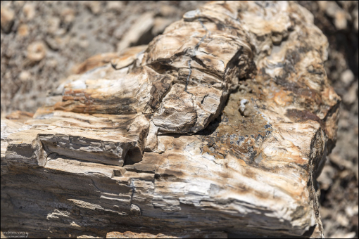 Процесс окаменения происходит под землёй, когда дерево оказывается похороненным под осадком, но не портится из-за недостатка кислорода. Богатая минеральными веществами вода, текущая сквозь осадок, приносит минералы в клетки растения, и когда целлюлоза распадается, остаётся камень, повторяющий первоначальную форму.