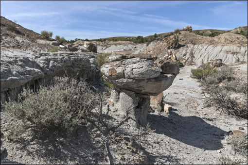 Пни все еще стоят вертикально в том месте, где они росли 55 миллионов лет назад в прибрежной пойме.