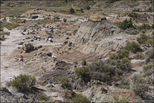 Окаменелый (или петрифицированный от др.-греч. πέτρος — камень) лес — значительное скопление древесных окаменелостей на небольшом участке.