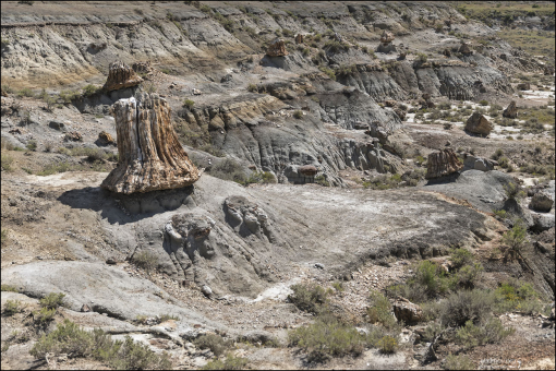 Степень окаменения может варьироваться даже в пределах одного образца. Отдельные пни или бревна иногда содержат как каменные, так и углефицированные части.