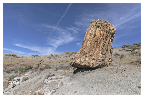 Наличие тех или иных примесей химических элементов, таких как железо, марганец, медь, в воде (грязи) во время процесса окаменения придает создающемуся окаменелому дереву ту или иную окраску из довольно широкого диапазона цветов: кобальт/медь – зеленый и синий, оксид железа – красный, марганец – розовый и оранжевый.