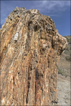 Местные деревья, возрастом от 55 до 67 млн лет – это бывшие Метасеквойи (Metasequoia glyptostroboides).