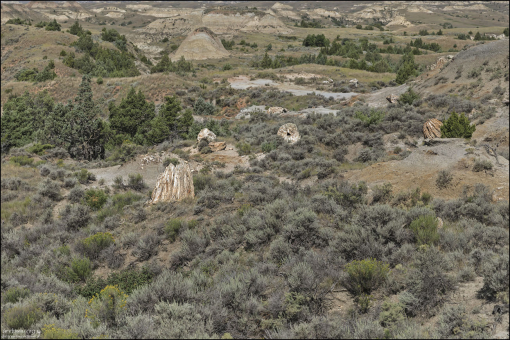 Древние леса Северной Дакоты, состоящие из огромных пней и бревен, теперь смешиваются с современными можжевельниками, полынью, кактусами опунциями, и другими выносливыми растениями.