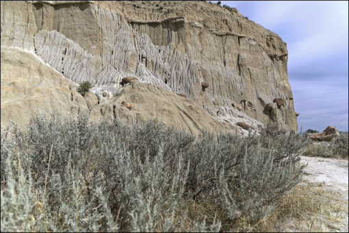 Формация Сентинел-Бьютт (Sentinel Butte Formation) — геологическая формация палеоценового возраста (58-55 млн) в бассейне Уиллистон на западе Северной Дакоты.