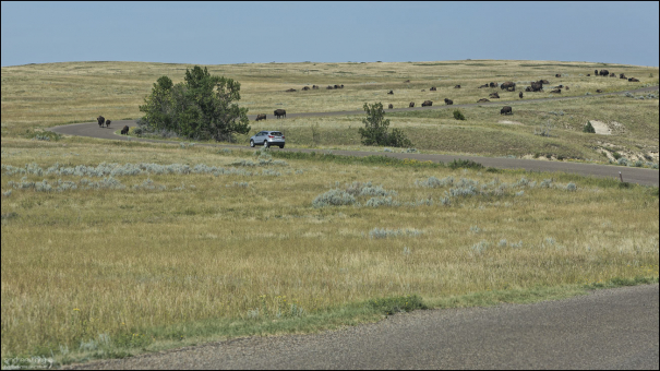 Огромное стадо бизонов на обочине парковой дороги.