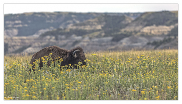 Бизон-эстет в цветочках.